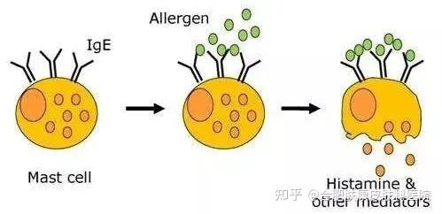 什么是过敏原检查?有什么意义? - 知乎