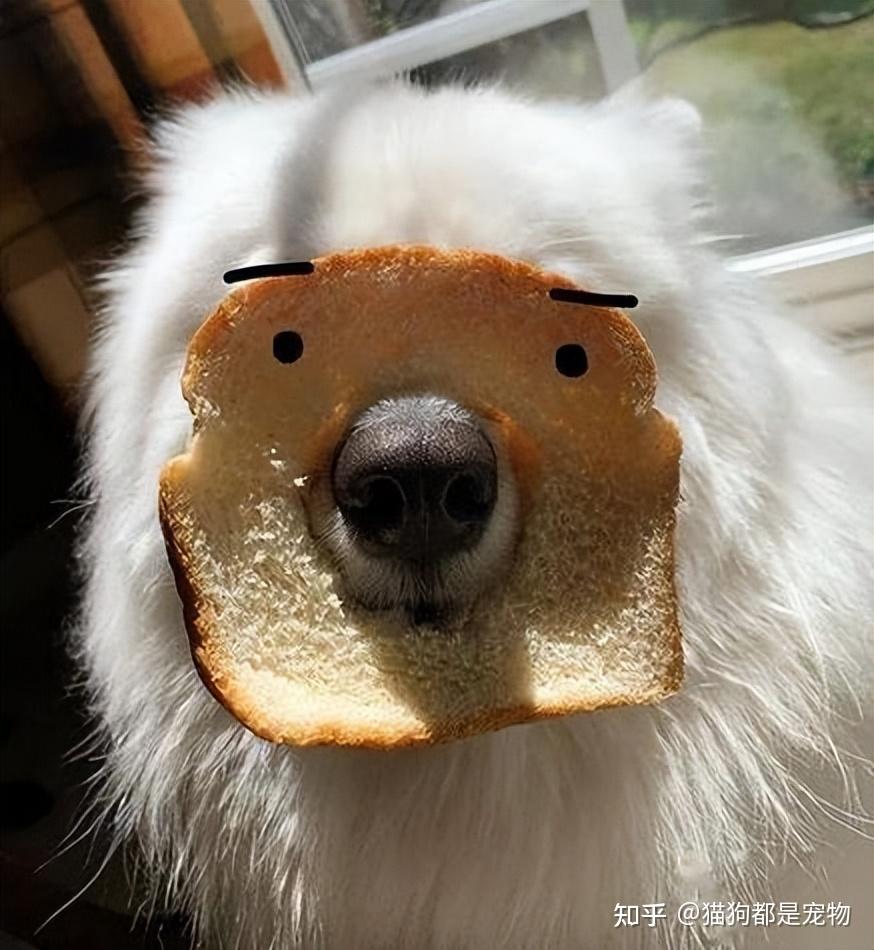 狗狗智商排行榜：最“聪明” 的狗和最“愚蠢” 的狗，你养了吗？ - 知乎