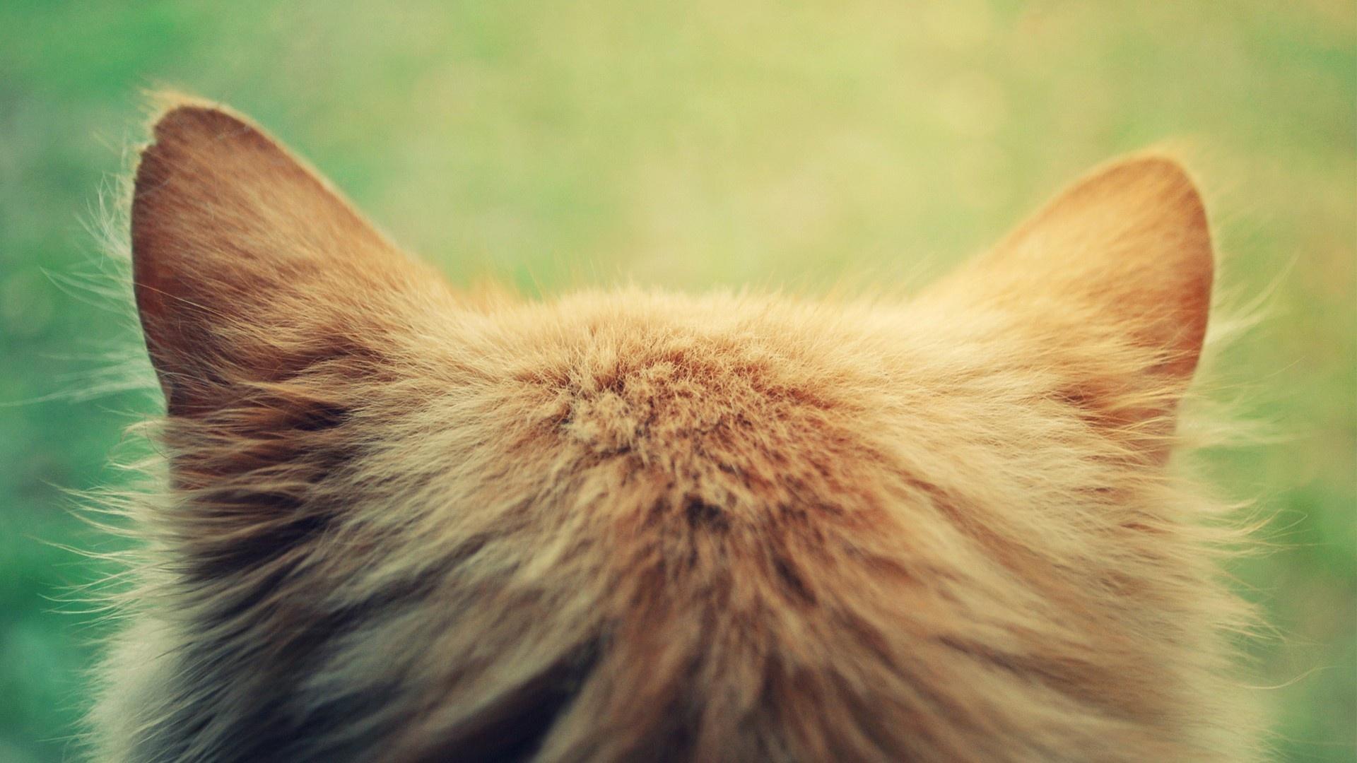 四川简州猫的耳朵到底跟普通猫有什么不同？ - 知乎