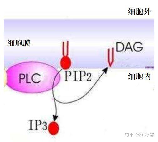 细胞膜最简单的磷脂双分子层,行为复杂到超出你的想象(一)