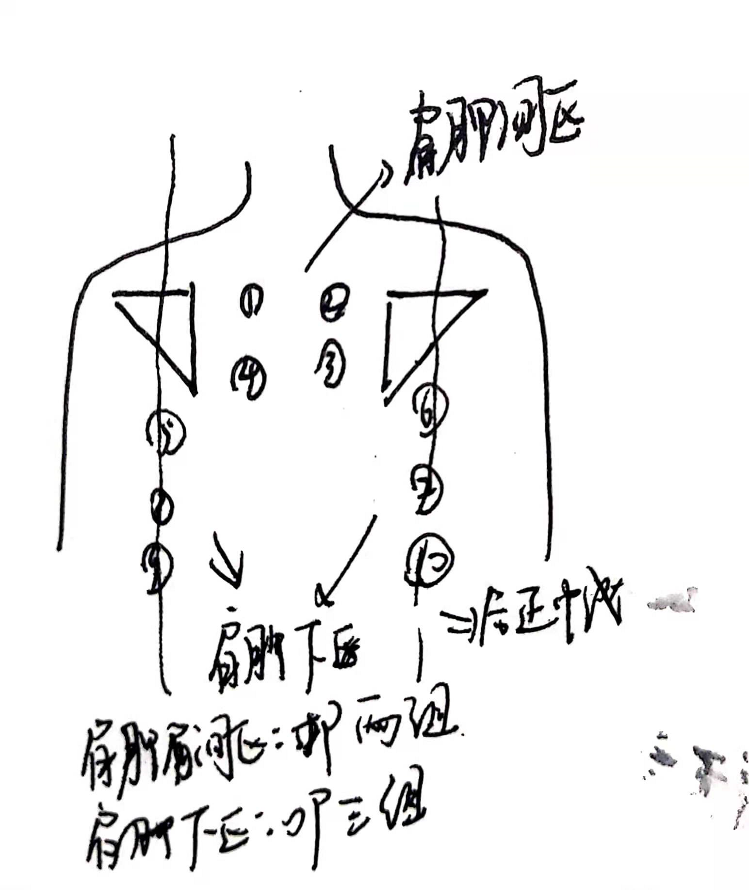 前胸叩诊位置及顺序图图片