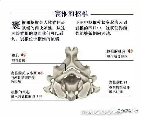 人体骨骼结构图 - 知乎