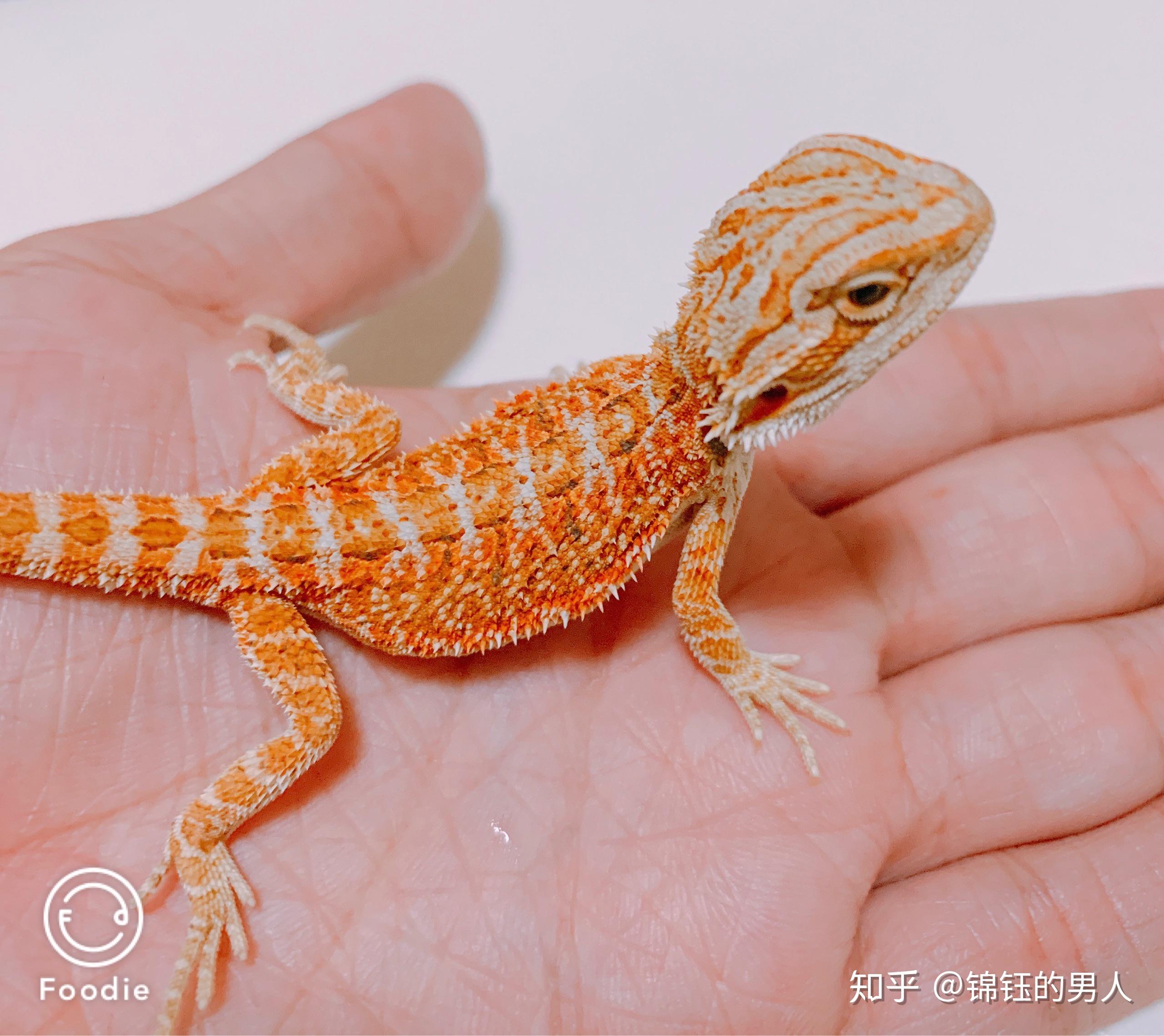 第一次饲养一只小鬃狮蜥蜴06