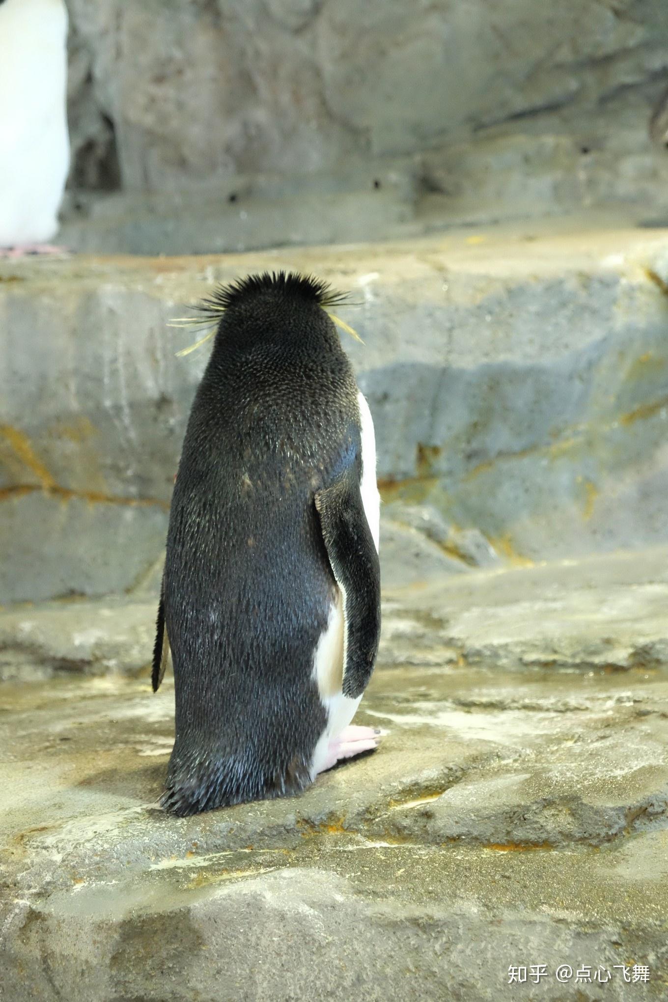 这里当然也有人见人爱的企鹅,这背影挺销魂的.