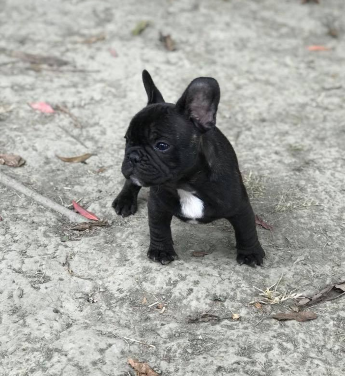 2020年行情,法国斗牛犬多少钱?