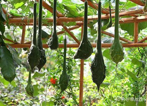 这个长得像大烟斗的"瓜"!可吃,可看,可玩,很不简单! - 知乎
