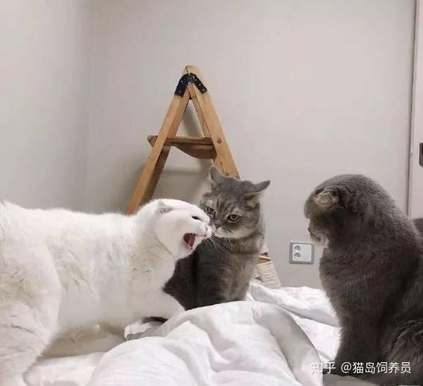 我从猫主子的尾巴里读懂了它的心 知乎