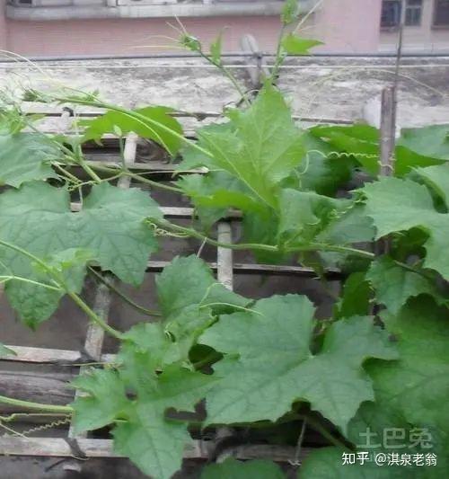 蔬菜出现黄叶的主要原因及解决措施 - 知乎
