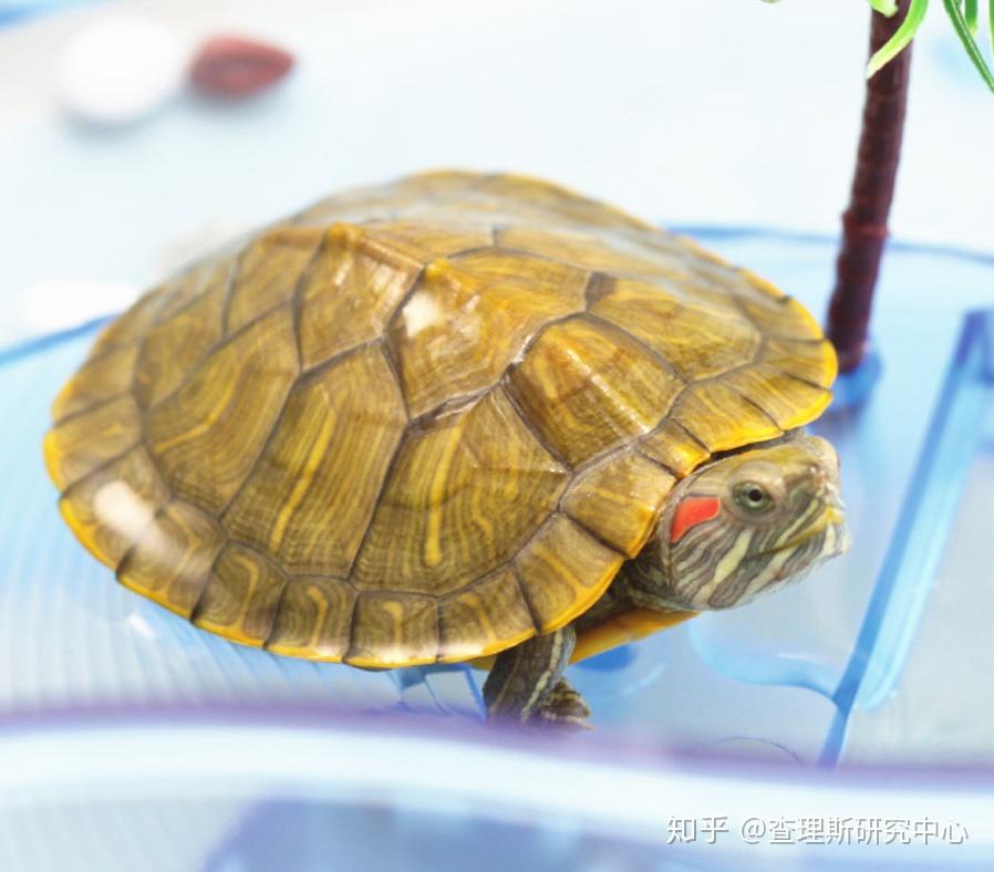 怎么养巴西龟？ - 知乎