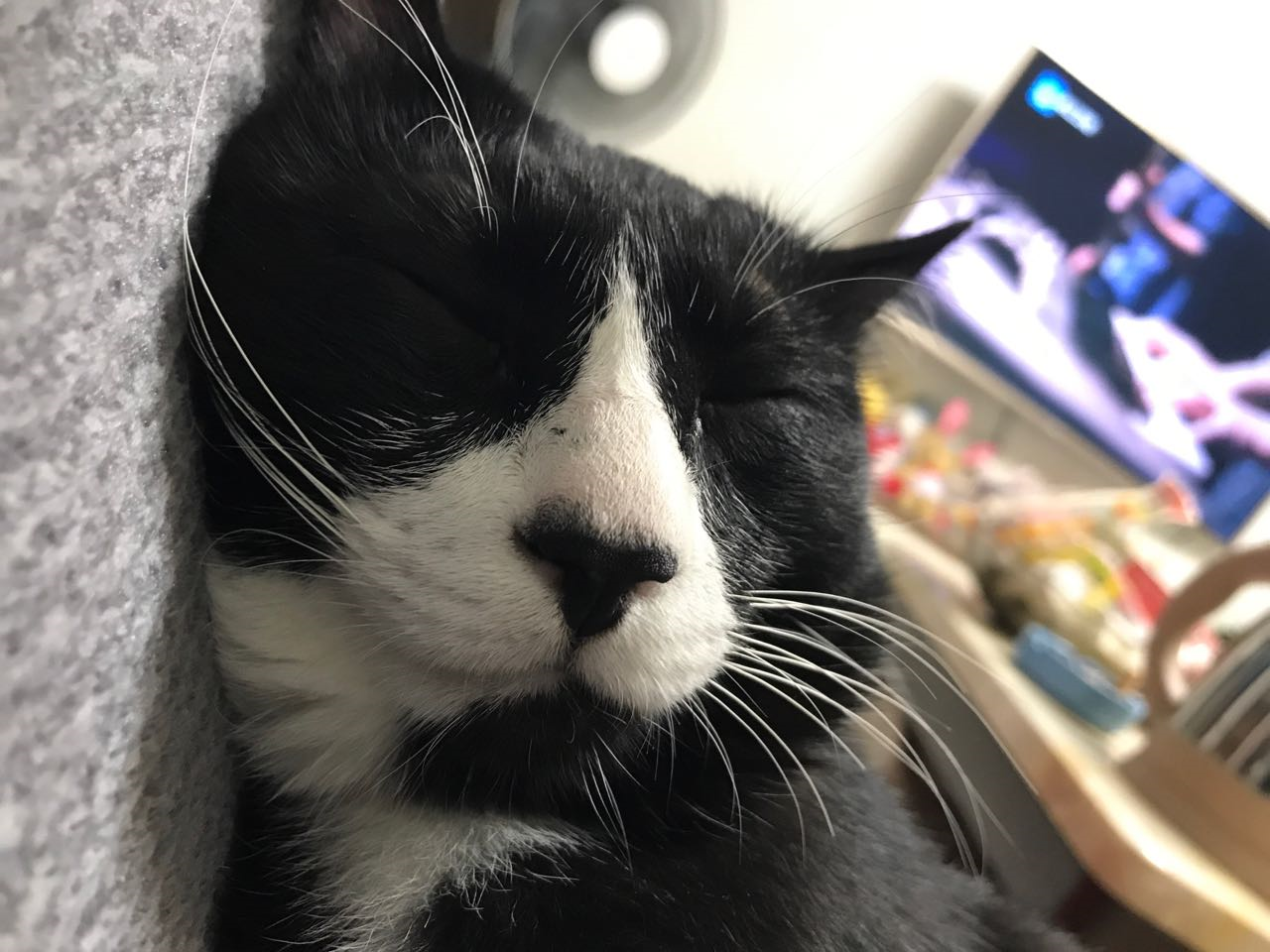 为什么奶牛猫有喵界神经病之称?