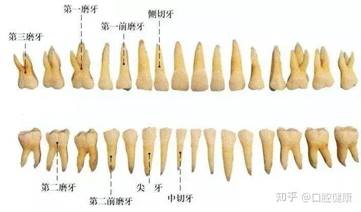 为什么人一辈子只能换一次牙这科学吗