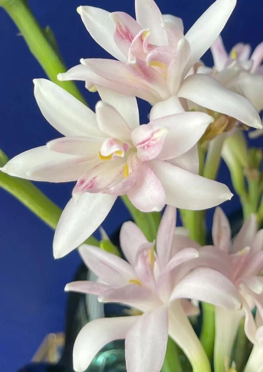 晚香玉月下花儿都入梦唯有夜来香