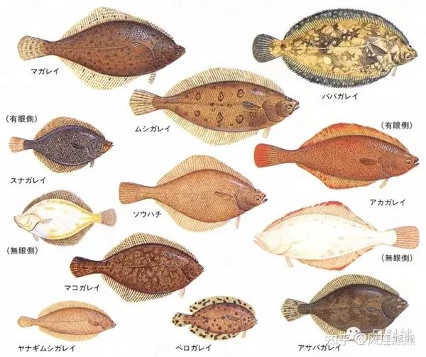 鲆与鲽的故事 转自微信公众号 日料栈 知乎