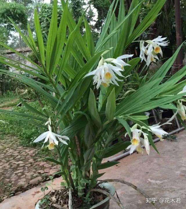 国家Ⅱ级珍稀濒危物种|花朵硕大花色典雅的笋兰