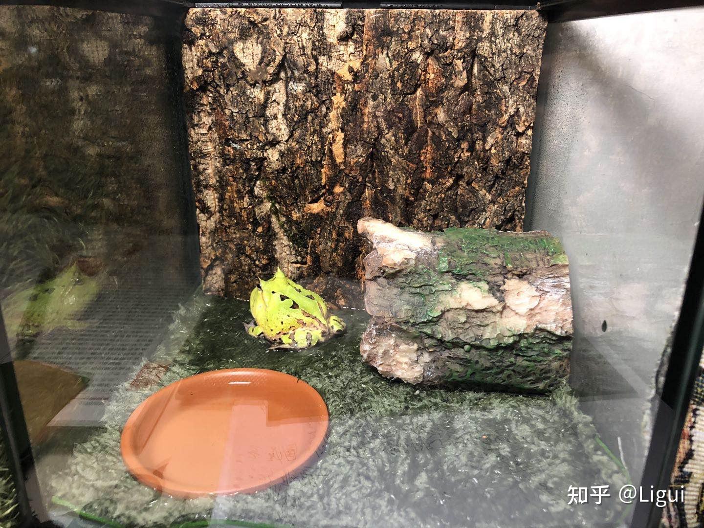 角蛙饲养二之环境布置