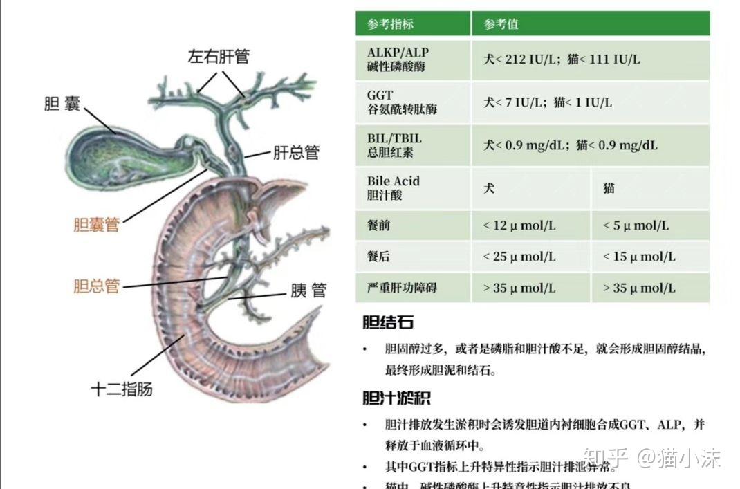 胆汁淤积菜谱（胆汁淤积吃什么药好得快） 胆汁淤积菜谱（胆汁淤积吃什么药好得快）《胆汁淤积如何调理饮食》 菜谱资讯
