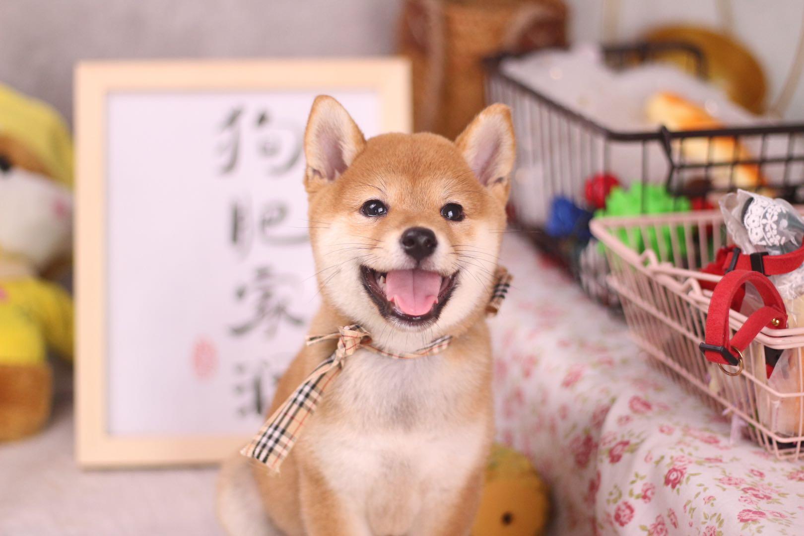 柴犬嘴巴越来越尖是狐柴吗?什么是狐柴?有这个品种吗?