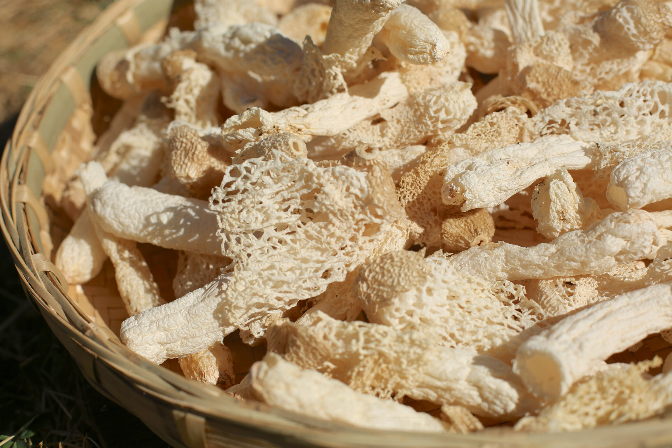 菌中皇后竹荪烘干用什么设备