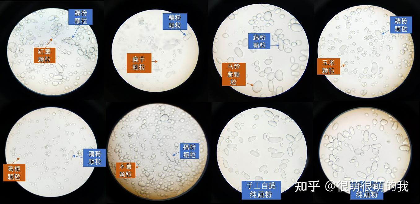 淀粉粒脐点图片