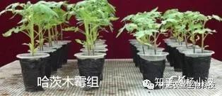 哈茨木霉是如何促进植物根系生长的 看看这篇文章就知道了 知乎