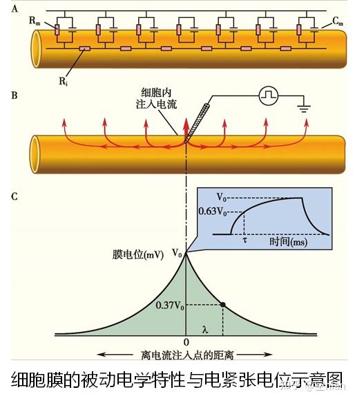 生理学全书笔记 第二章 细胞的基本功能 知乎