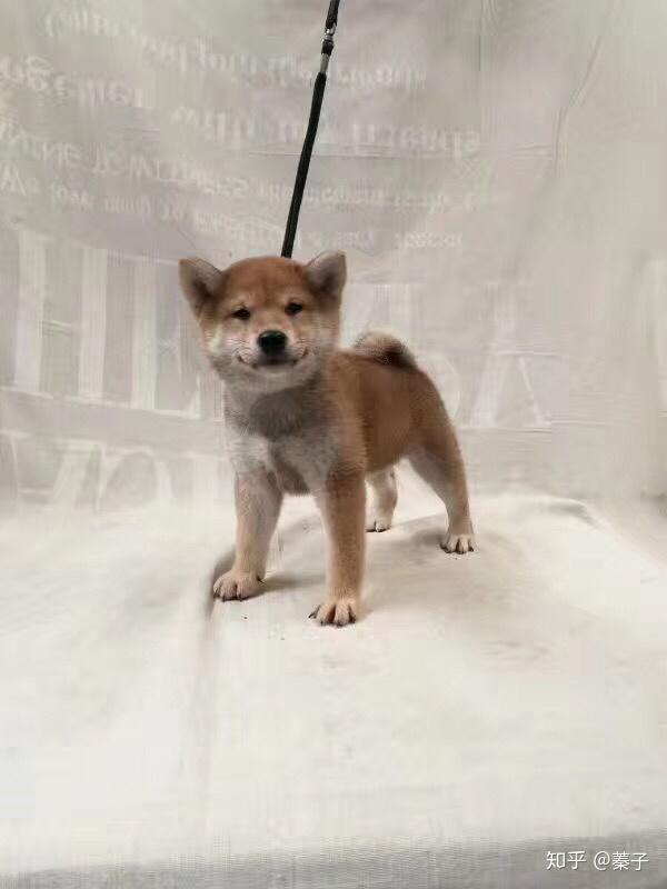 论柴犬的成长过程和尴尬期