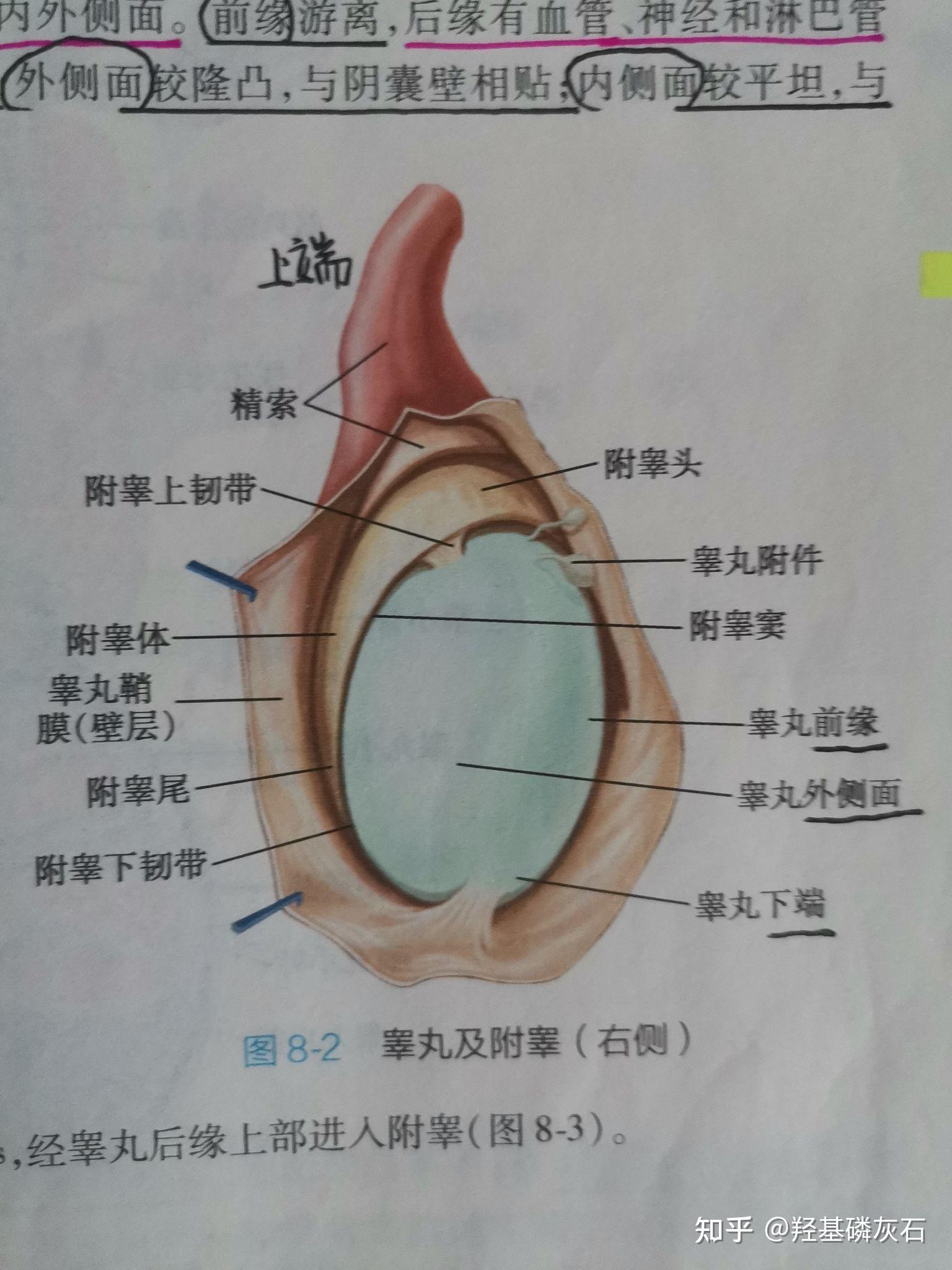 系统解剖学 第八章 男性生殖系统