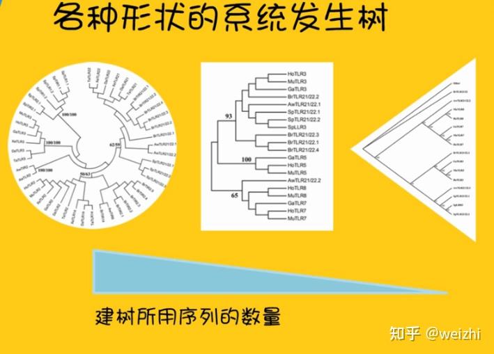 山东大学生物信息学学习笔记6—系统进化树 - 知乎