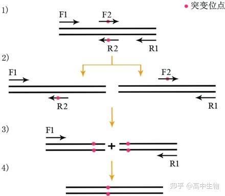 PCR引物设计方法