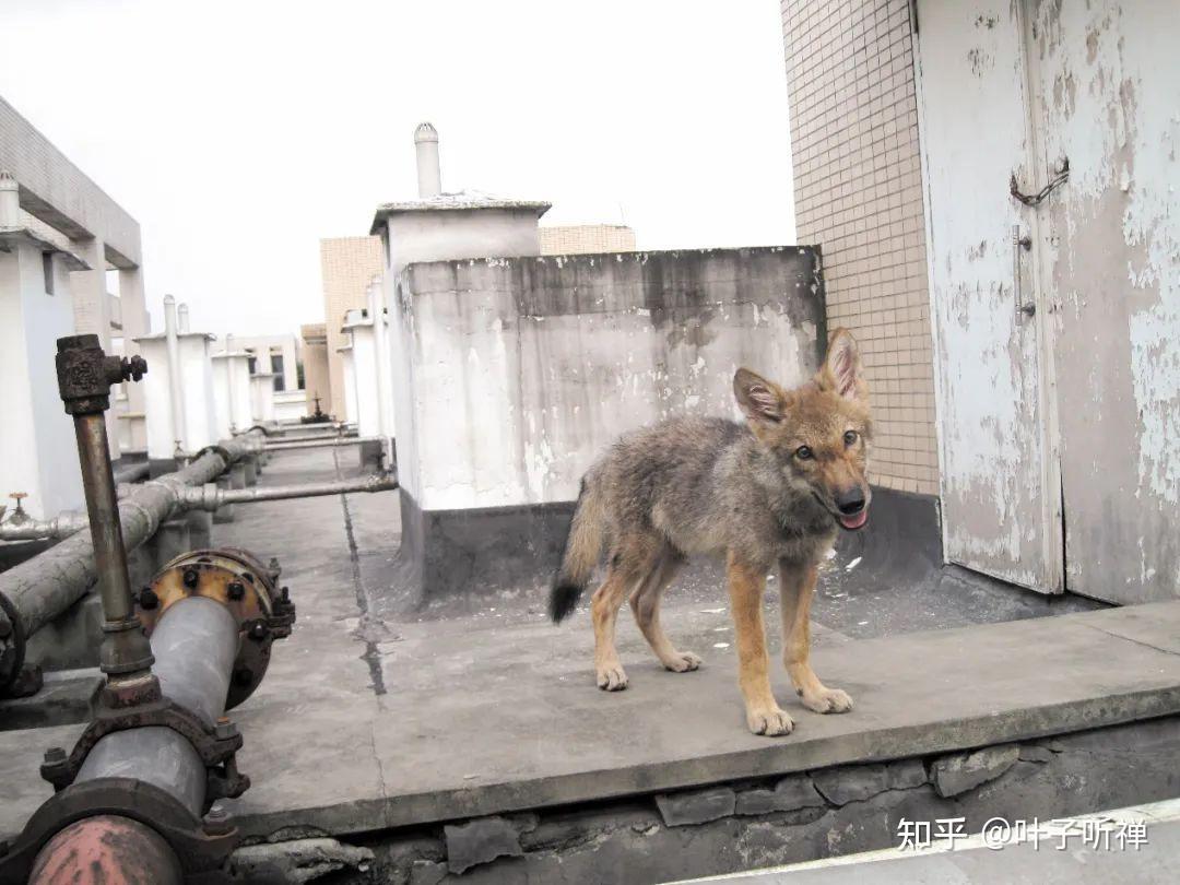 成都女孩李微漪：11年前救下狼崽，卖房送它回狼群，10年后再相认 - 知乎