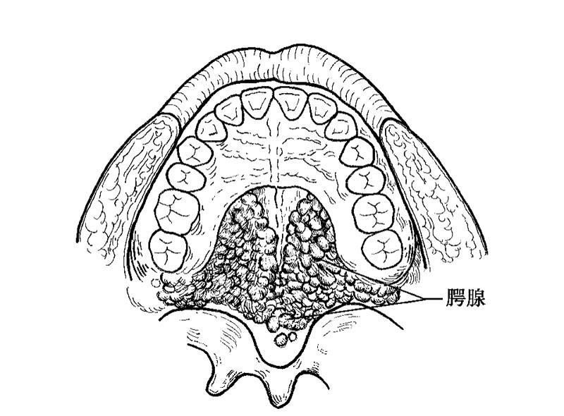 第四节 小唾液腺 - 唾液腺病学(第 2 版) - 知乎书店