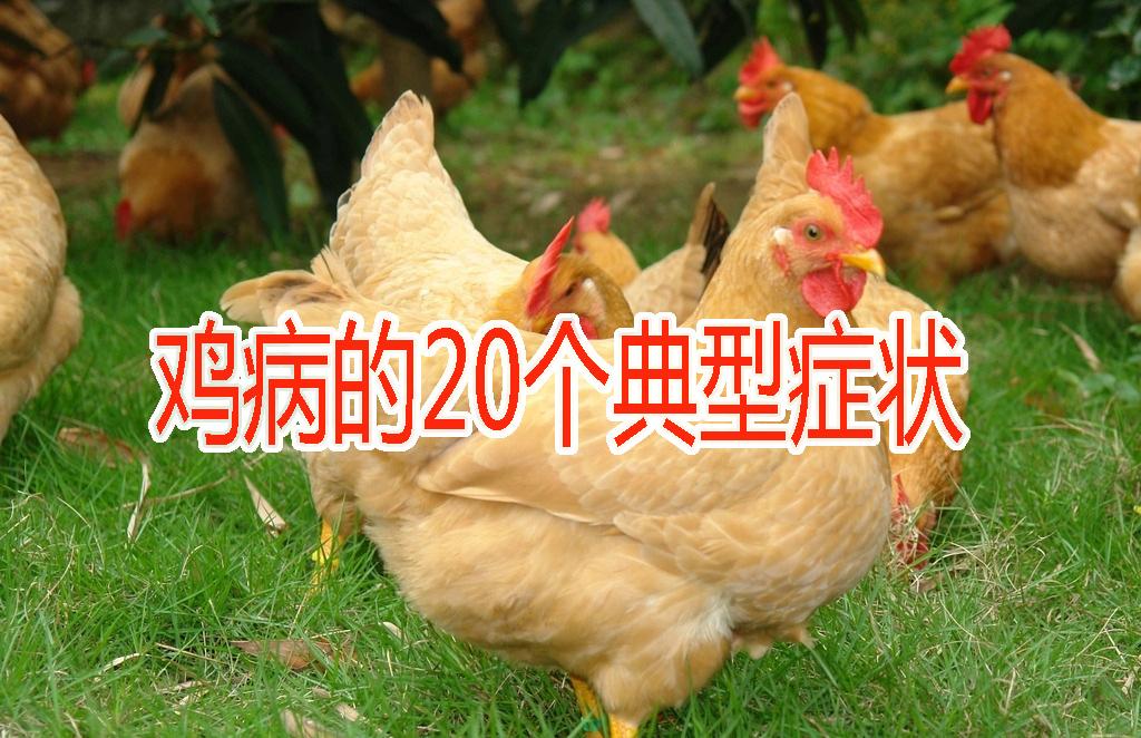 河北牧农推荐收藏鸡病典型症状图谱诊断大全