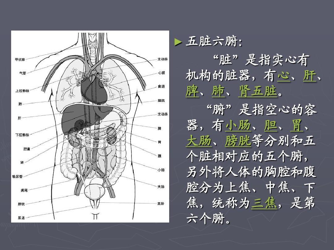 人体肝脾肾位置图图片