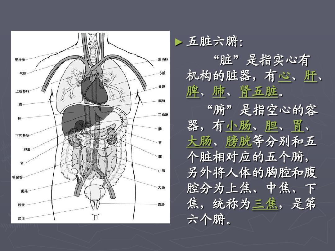 肝胆肾的位置示意图图片