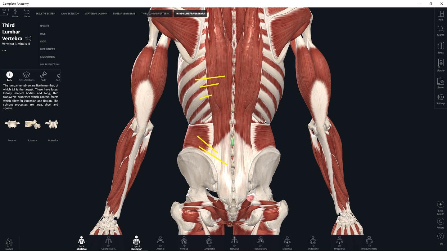 背部深层肌肉功能分析