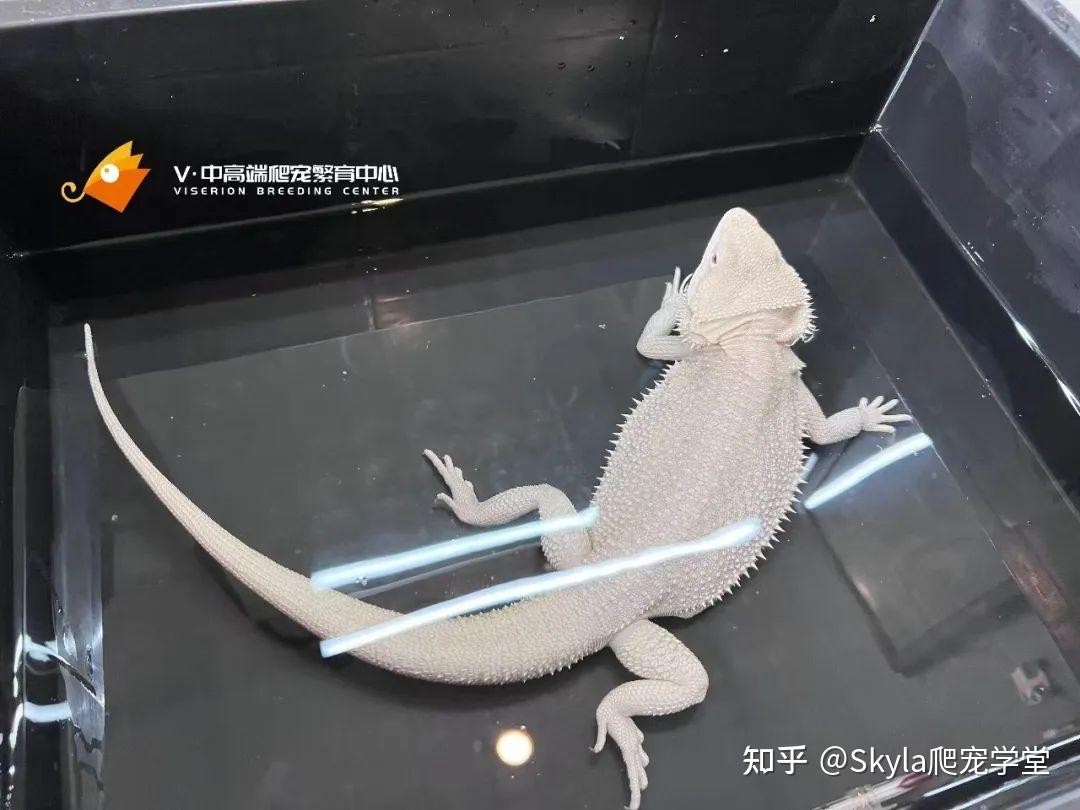 Viserion:关于鬃狮蜥泡澡的那些事儿 - 知乎