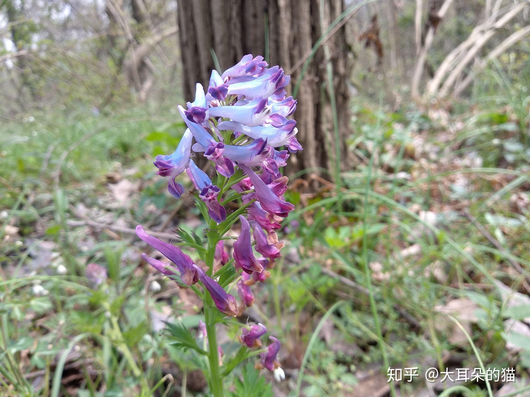 紫堇属 - 知乎