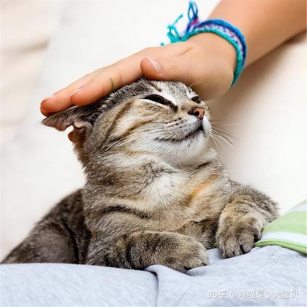 原来主人摸“猫头”时，在猫眼中，不是在表达爱意 - 知乎
