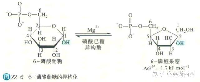 生化——糖酵解整理 - 知乎