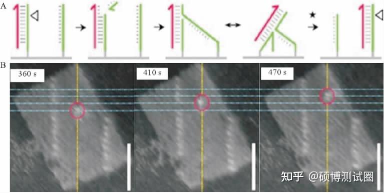 一文读懂原子力显微镜(AFM)在生物中的应用及常见测试问答 - 知乎