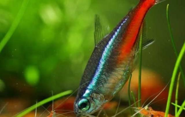 霓虹脂鲤自带光环的那抹红灯酒绿