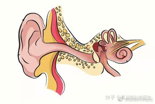 夏季潮湿注意耳内卫生 小心霉菌性外耳道炎 知乎