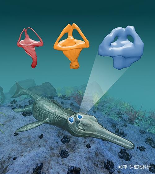 科学家对海鳄亚目的猜想小行星撞击而不是火山爆发导致白垩纪恐龙灭绝