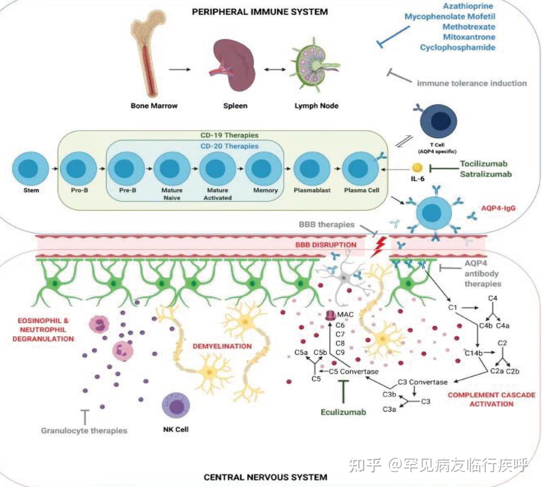 利妥昔單抗 (rituximab)有nmosd適應症時代:伊納利珠單抗 (inebili