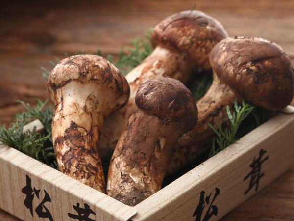 松露、松茸、羊肚菌…这些顶级蘑菇，你认识几样？ - 知乎