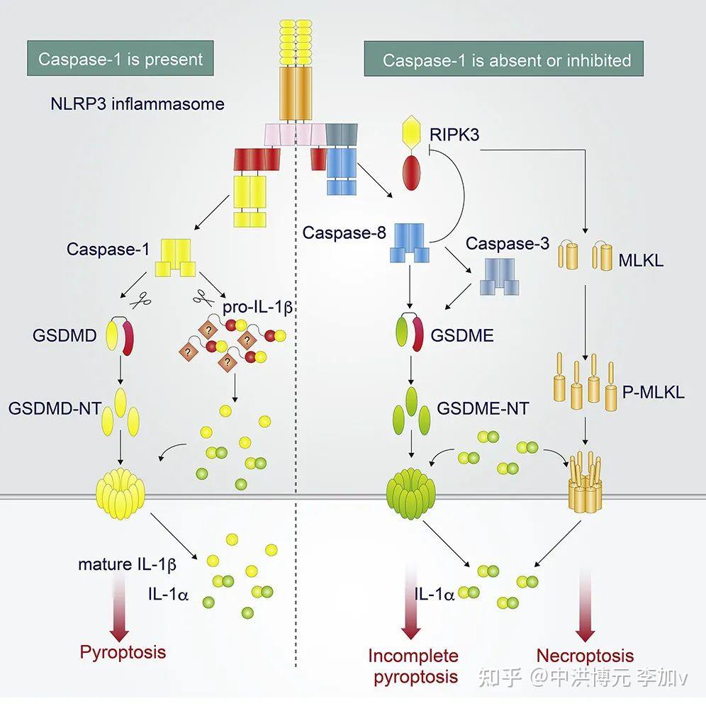 细胞焦亡的主要通路
