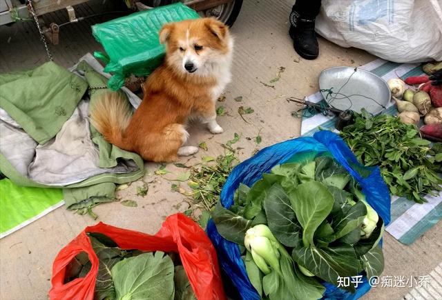 中华田园犬挑食怎么办