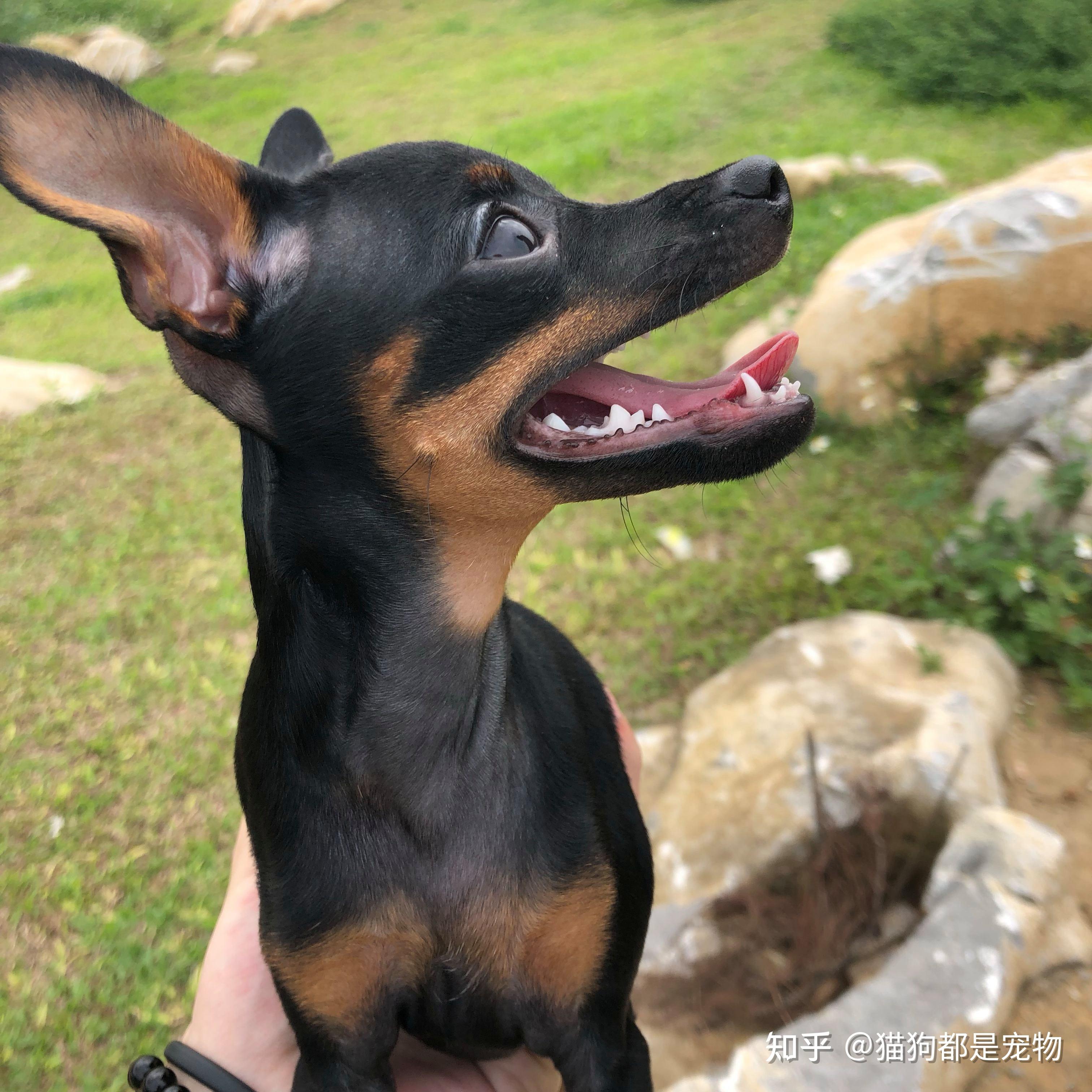 “铁包金小鹿犬”的6大优点，养过之后，就不想换狗了！ - 知乎
