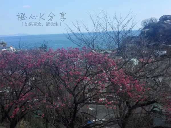 K酱日本行丨河津樱花就在2月 东京近郊赏早樱好去处 知乎