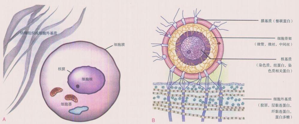 解剖列车阅读笔记2---人体中的张拉整体结构